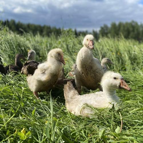 Photo #6489619