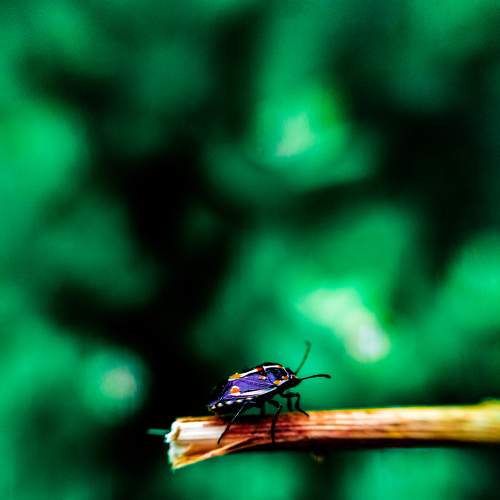 Photo #6490741