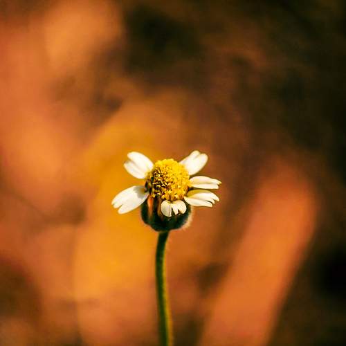 Beautiful flower