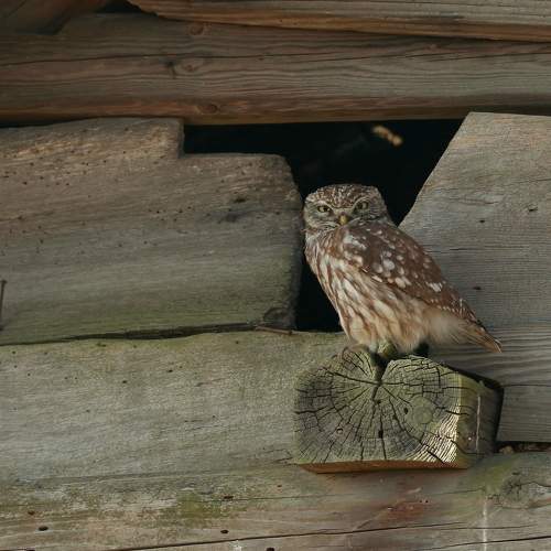 Photo #6490820