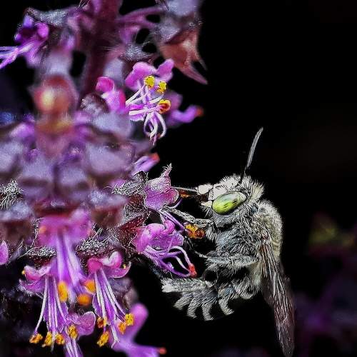 beautiful insect with beautiful frame