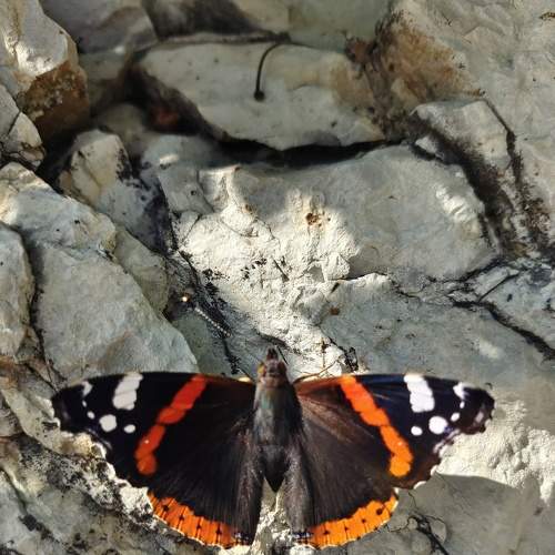 Photo #6492923