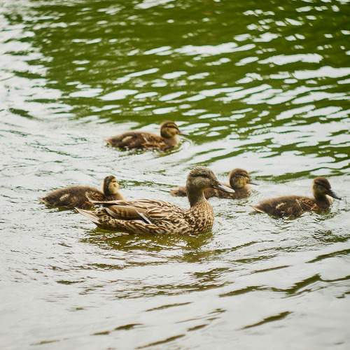 Photo #6493435
