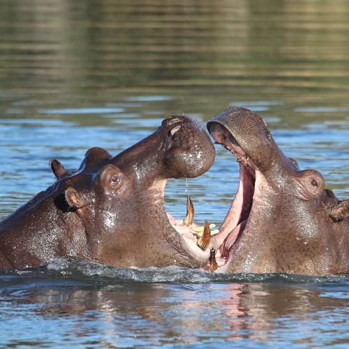 Hippocampus