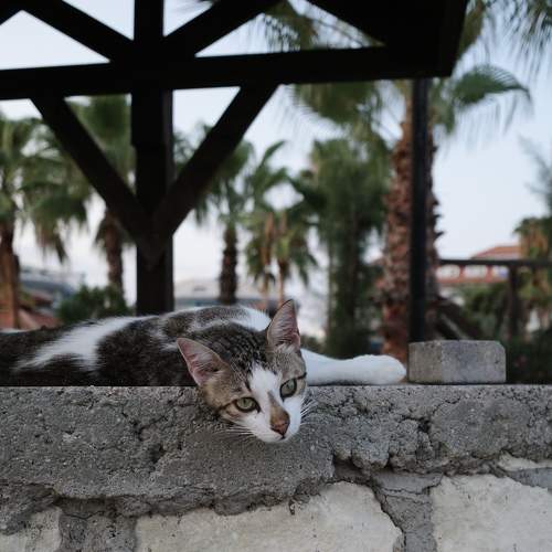 Photo #6494271