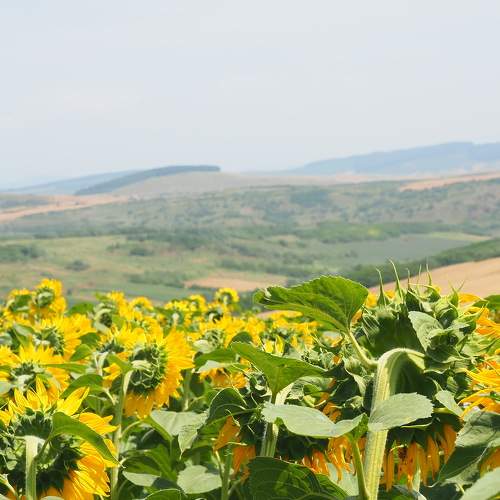 Photo #6495669