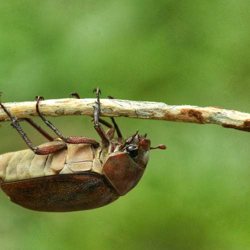 Photo #6496320