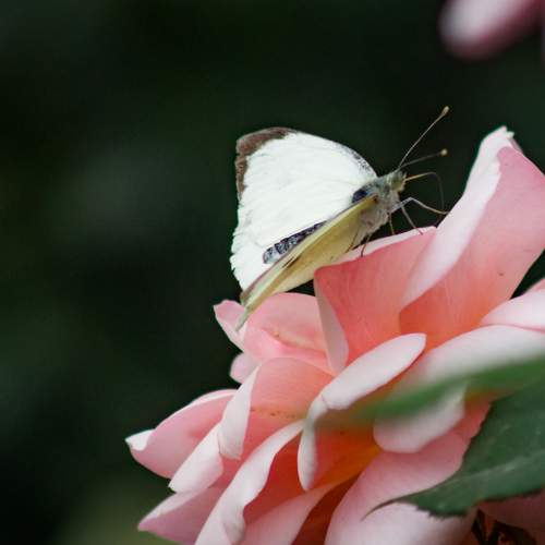 Photo #6496892