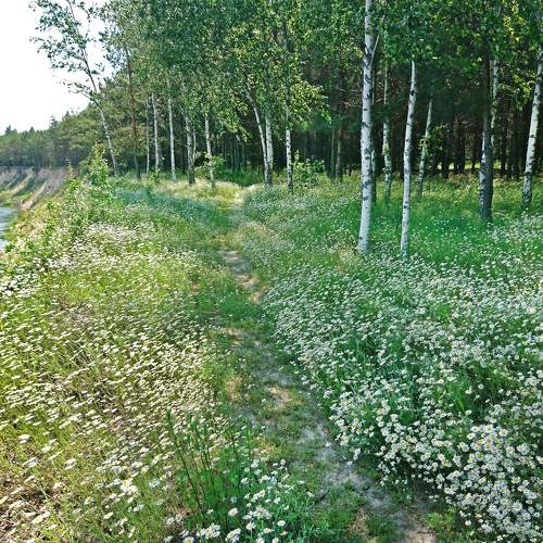 Chamomile meadow