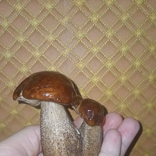 Photo #6498460