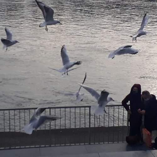 Photo #6499068