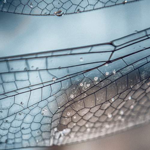 Photo #6499108