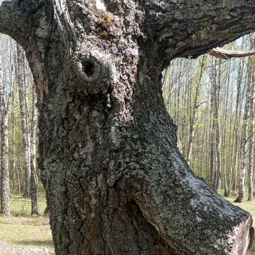 Photo #6500840