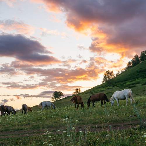 лошади на закате