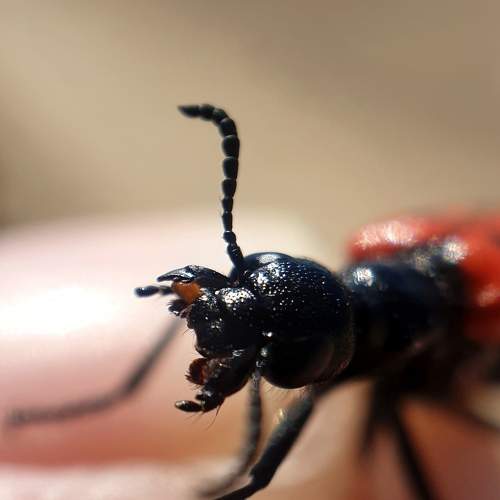 Photo #6506053