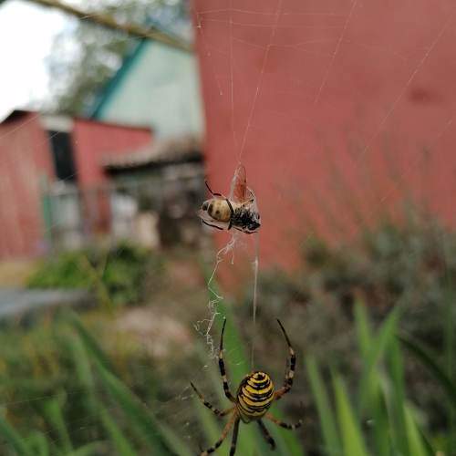 Photo #6506890