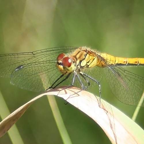 Photo #6508267
