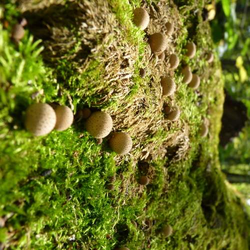 Photo #6508484