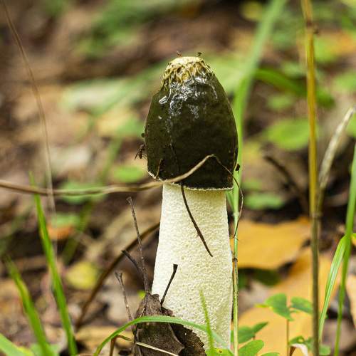 Photo #6509738
