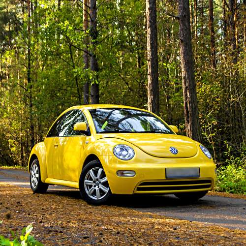 Forest Beetle