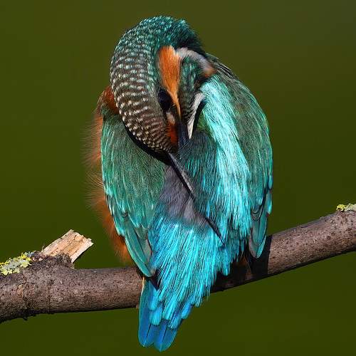 Photo #6510313