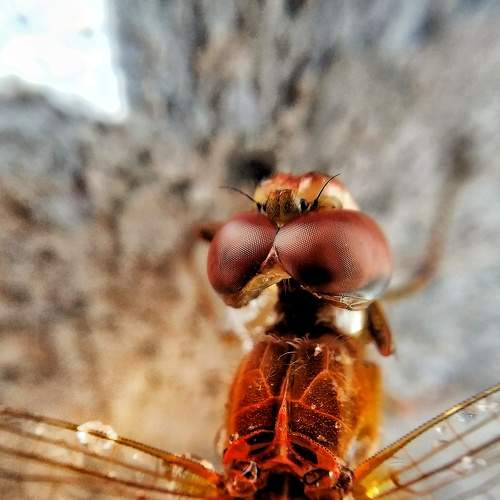 Photo #6511129