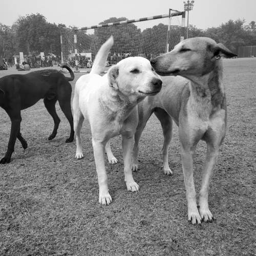 Photo #6511282