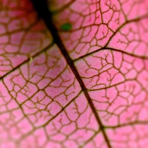 Macro petal