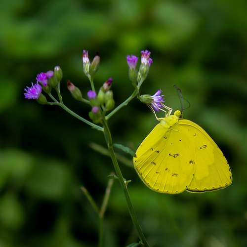 Common grass yellow