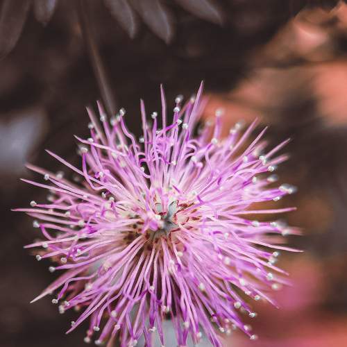 Photo #6515167