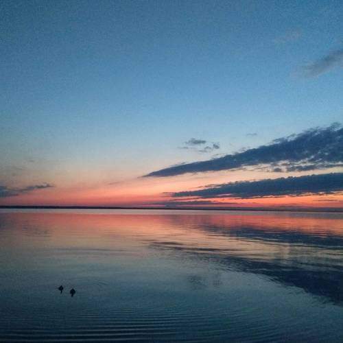 Ducks at sunset