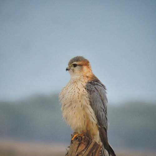 Merlin