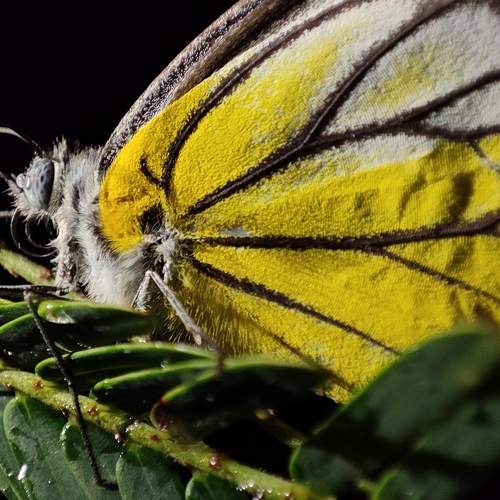 Photo #6515937