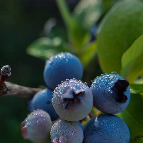 Photo #6516318