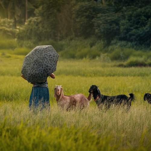 Shepherdess with her goats.