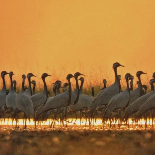 Demoiselle crane