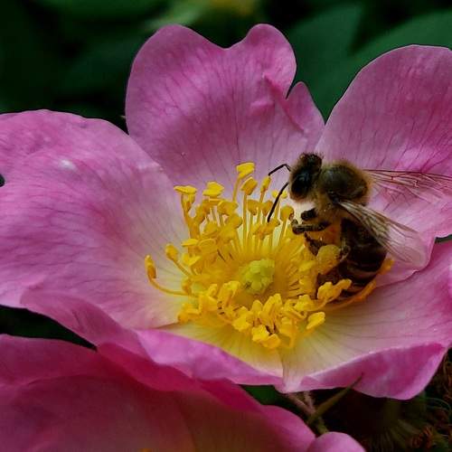 A bee in bloom