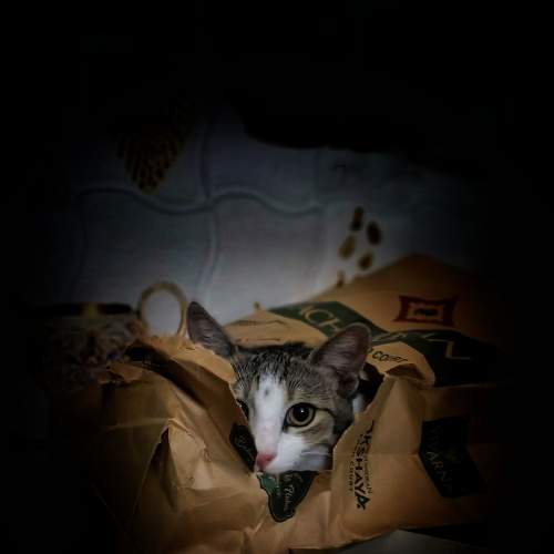 Photo #6519638