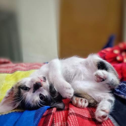 Photo #6519639