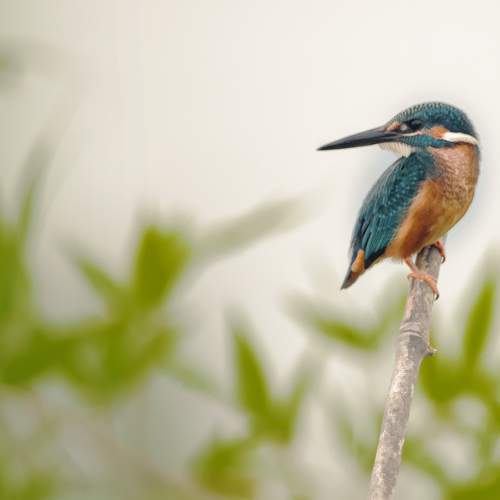 Photo #6519704