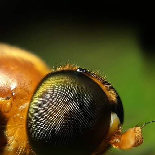 Photo #6519877