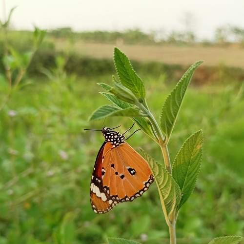 Butterfly Mobile Photography
