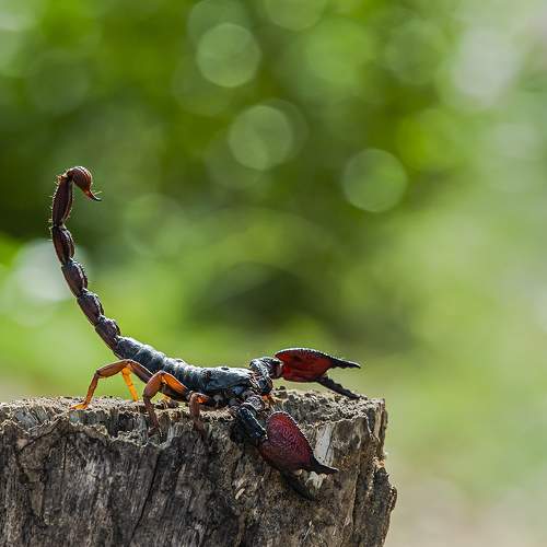 Indian black Scorpion