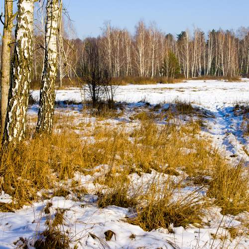 Photo #6521239