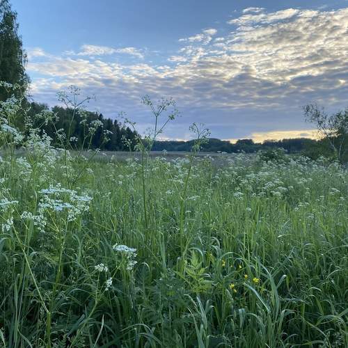 Photo #6522113