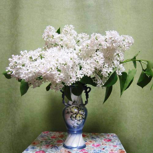 Photo #6522414