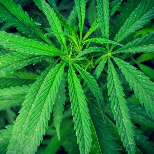 Weed~