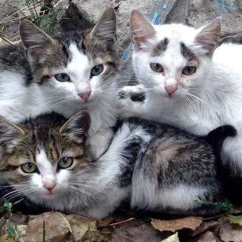 Photo #6524064