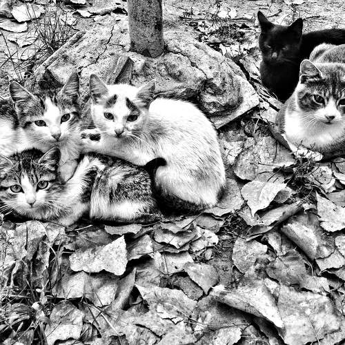 Cat's family