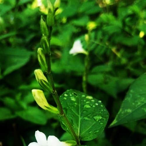 Photo #6524184
